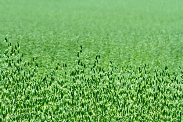 Green oat field in the summer