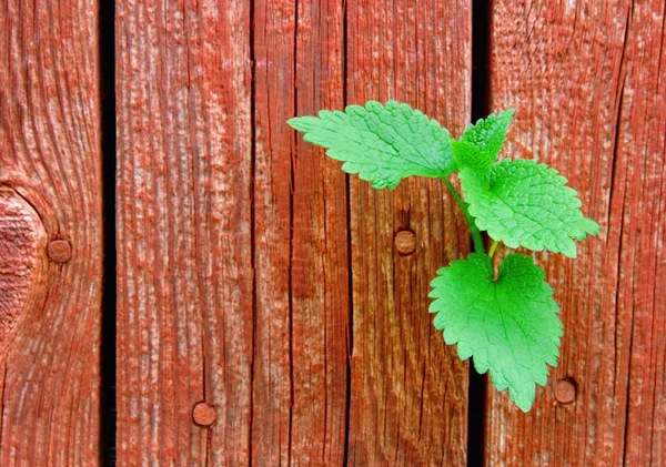 Green leaves growing through a wooden fence — Stock Photo, Image