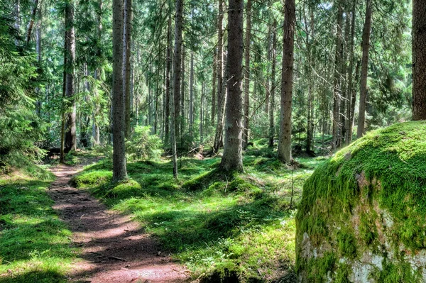 Groene boslandschap in de zomer — Stockfoto