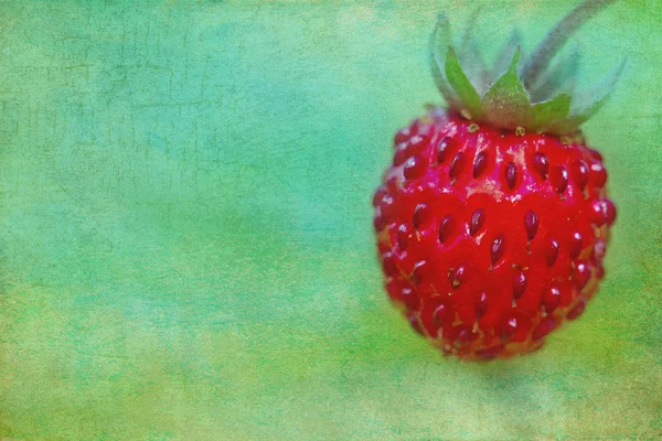 야생 딸기 클로즈업 — 스톡 사진
