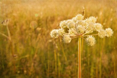 Closeup of hogweed with painterly textured editing clipart