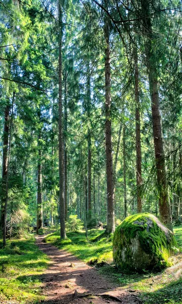 Зеленый лесной пейзаж с солнечными лучами — стоковое фото