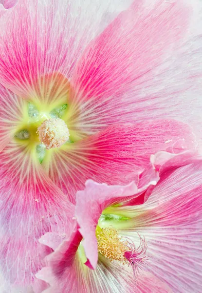 Macro hollyhock rosa — Foto de Stock