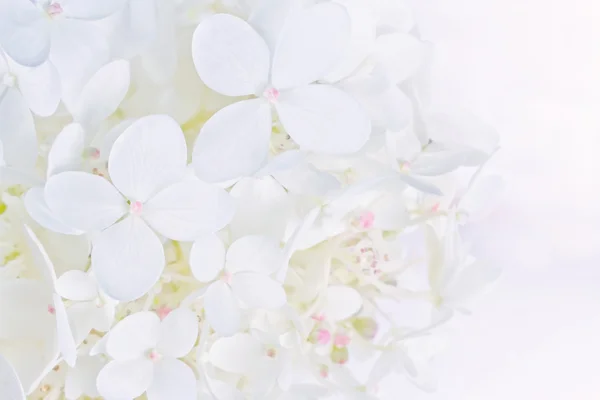 Flores fondo blanco fotos de stock, imágenes de Flores fondo blanco sin  royalties | Depositphotos