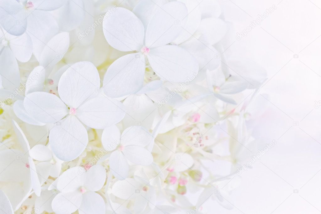 Bright luminous white Hydrangea flowers