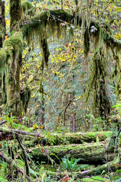 Ağaçlardan asılı moss — Stok fotoğraf