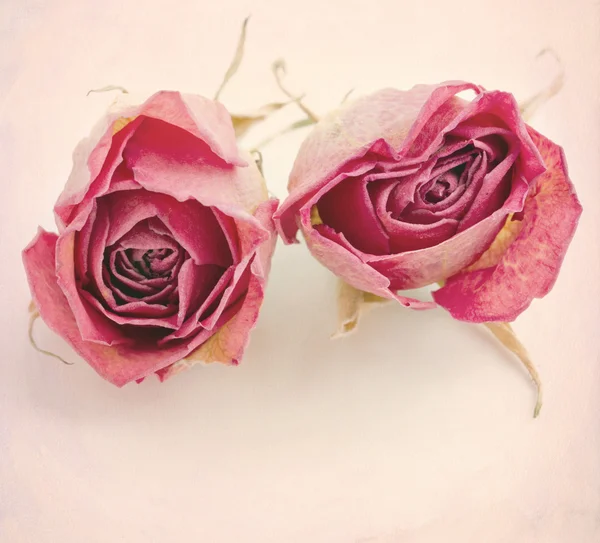 Dvě sušené růže — Stock fotografie