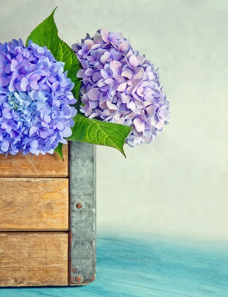 Blue hydrangea flowers in a wooden box — Stock Photo, Image