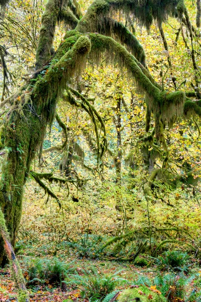 Árvore da floresta tropical com musgo — Fotografia de Stock