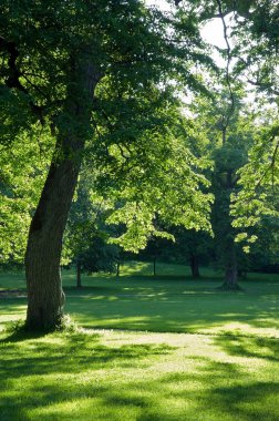 ağaçlar yeşil park