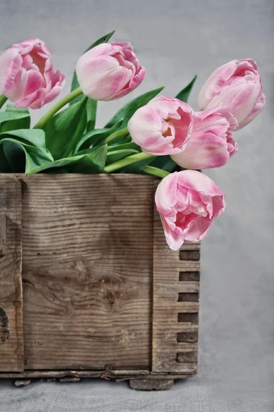 Tulipes roses dans une boîte en bois — Photo