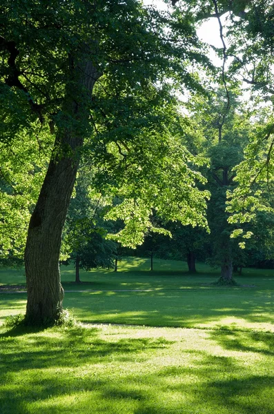 Alberi in un parco verde — Foto Stock