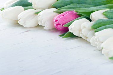 Beyaz Lale arasında tek Pembe Lale