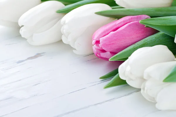 Roze tulp onder witte tulpen — Stockfoto