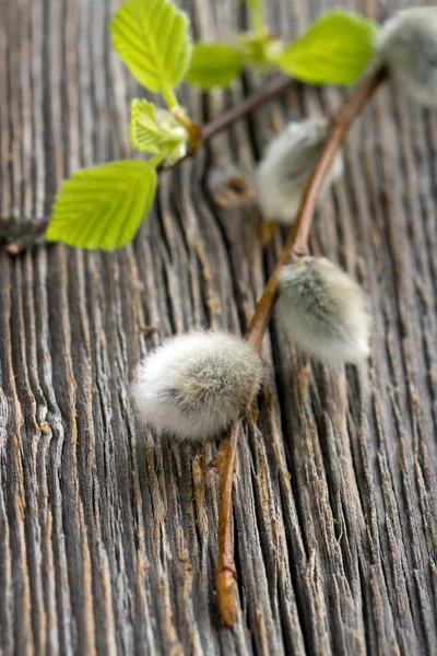 Pussy willow en groen voorjaar bladeren — Stockfoto