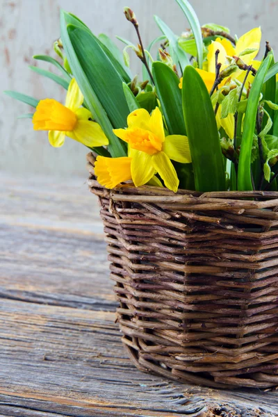 Cesto rustico marrone pieno di narcisi gialli — Foto Stock