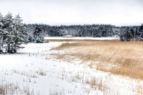 Táj és a vidéki rétre, és a havas erdő — Stock Fotó