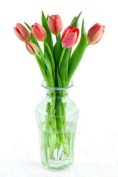 Červené tulipány ve váze na bílém pozadí — Stock fotografie