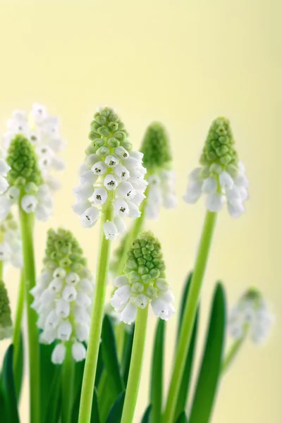 Witte druif hyacint op gele achtergrond — Stockfoto