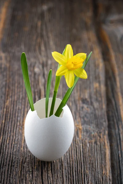 Yellow daffodil in a white egg shell — Stock Photo, Image