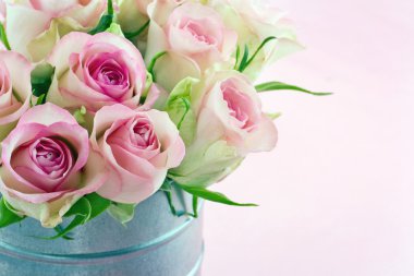 eski bir metal kovada pembe güller