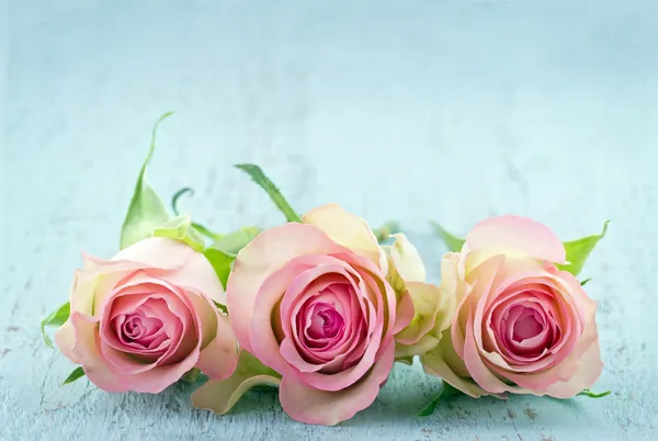 Three pink roses on light blue background — Stock Photo, Image