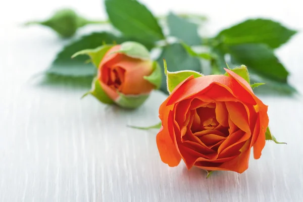 Closeup of orange rose — Stock Photo, Image