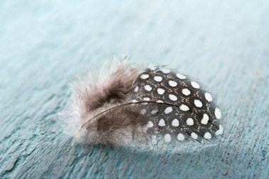 Kahverengi Beyaz benekli sülün tüy