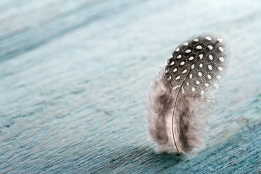 antika ahşap arka plan koyu kahverengi tüy ile