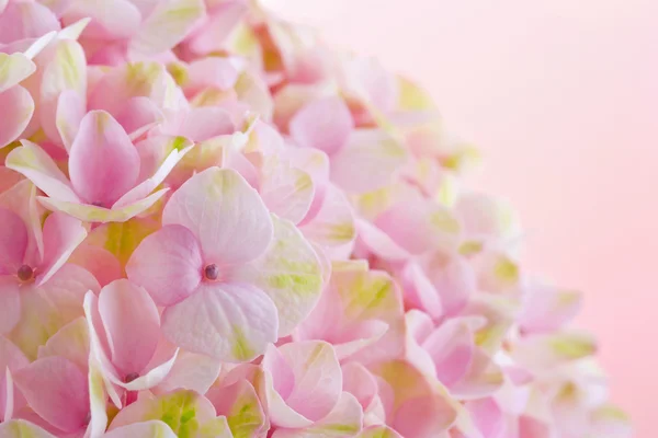 Pink hydrangea flowers closeup — Stock Photo, Image