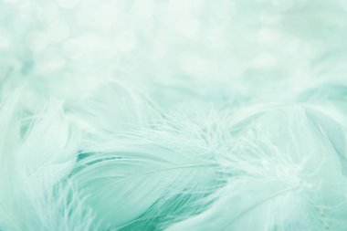 Soft fluffy feathers clipart