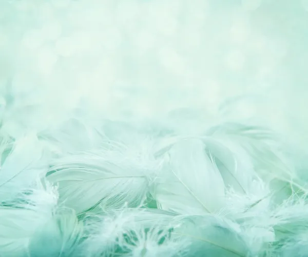 Fluffy feathers on turquoise blurry background — Stock Photo, Image