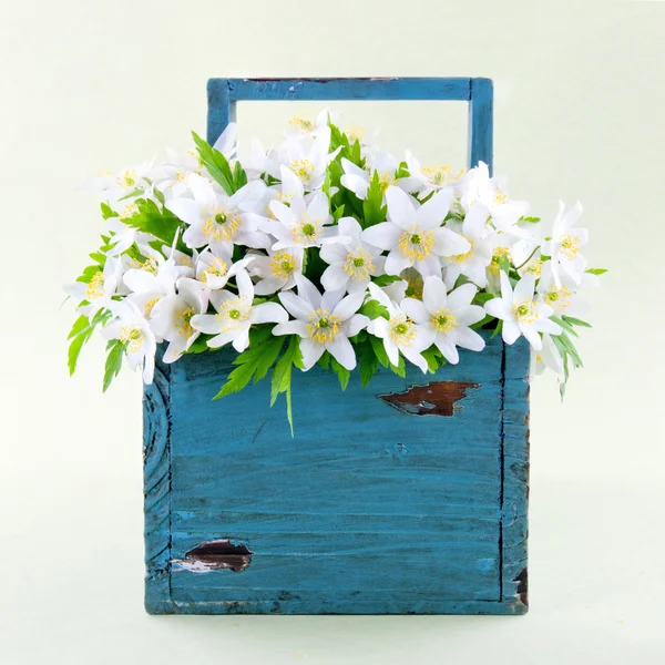 Wood anemones in a blue wooden basket — Stock Photo, Image