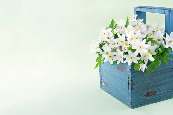 Vitsippa våren vilda blommor — Stockfoto