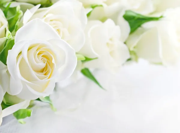 Närbild av vita rosor Stockbild