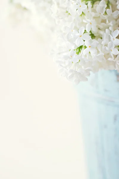 White lilac spring flowers — Stock Photo, Image