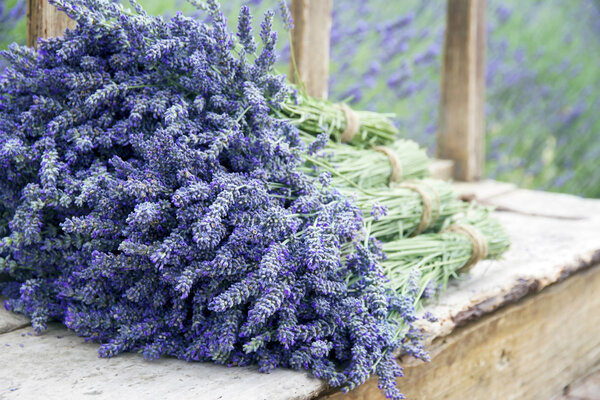 Lavender flower bouquets on a wooden old bench