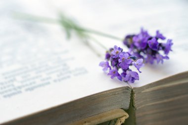 Mavi lavanta ile açık kitap