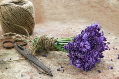 eski metal makas ve lavanta çiçekleri buketi