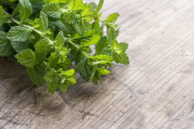 Yeşil Taze Nane otlar