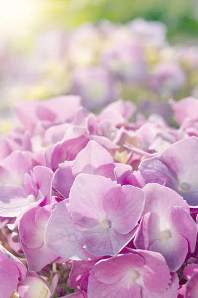 Gros plan de fleurs roses d'hortensia — Photo