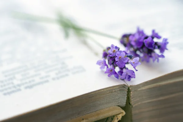 Öppna bok med blå lavendel — Stockfoto