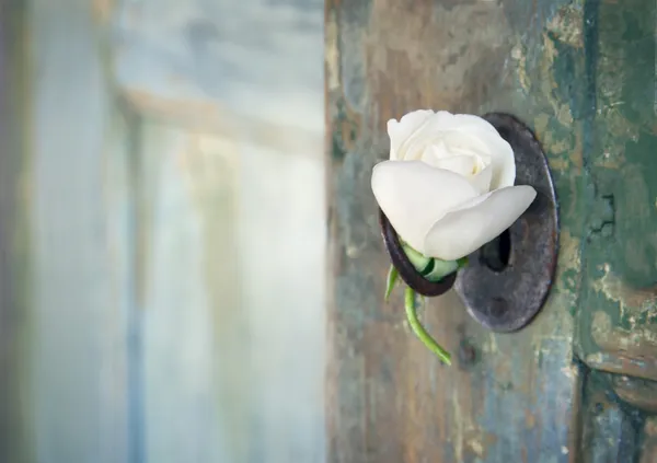 Zelené staré dřevěné dveře s bílou růží — Stock fotografie