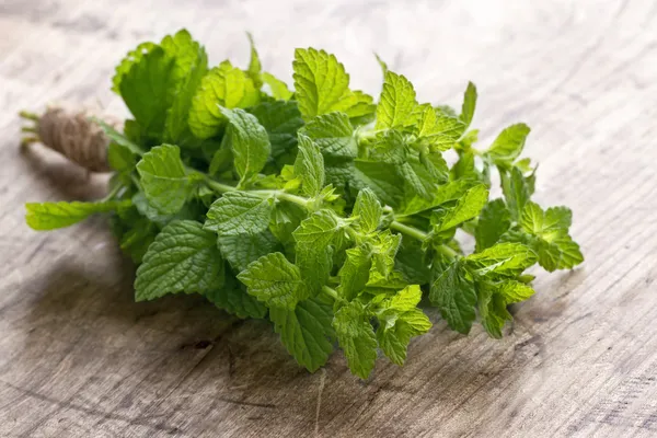 Mazzo di erbe fresche verdi alla menta — Foto Stock