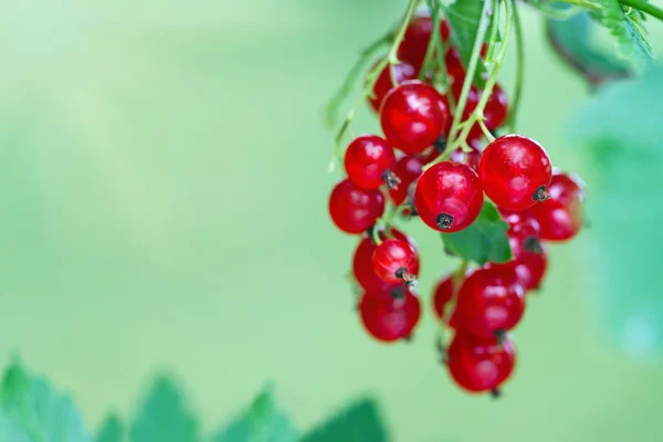 Branch of ripe redcurrant berries — Stock Photo, Image