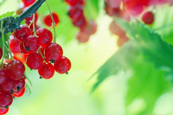 Red currant berries and leaves — Stock Photo, Image