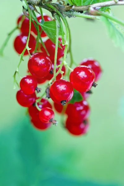 Red currant berries and leaves in a summer garden — Stock Photo, Image
