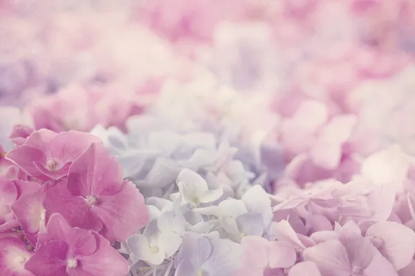 Pink hydrangea flowers — Stock Photo, Image