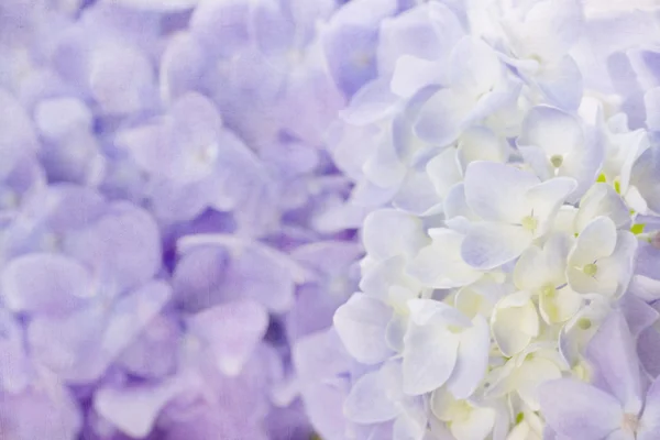 Blüten der violetten Hortensie — Stockfoto