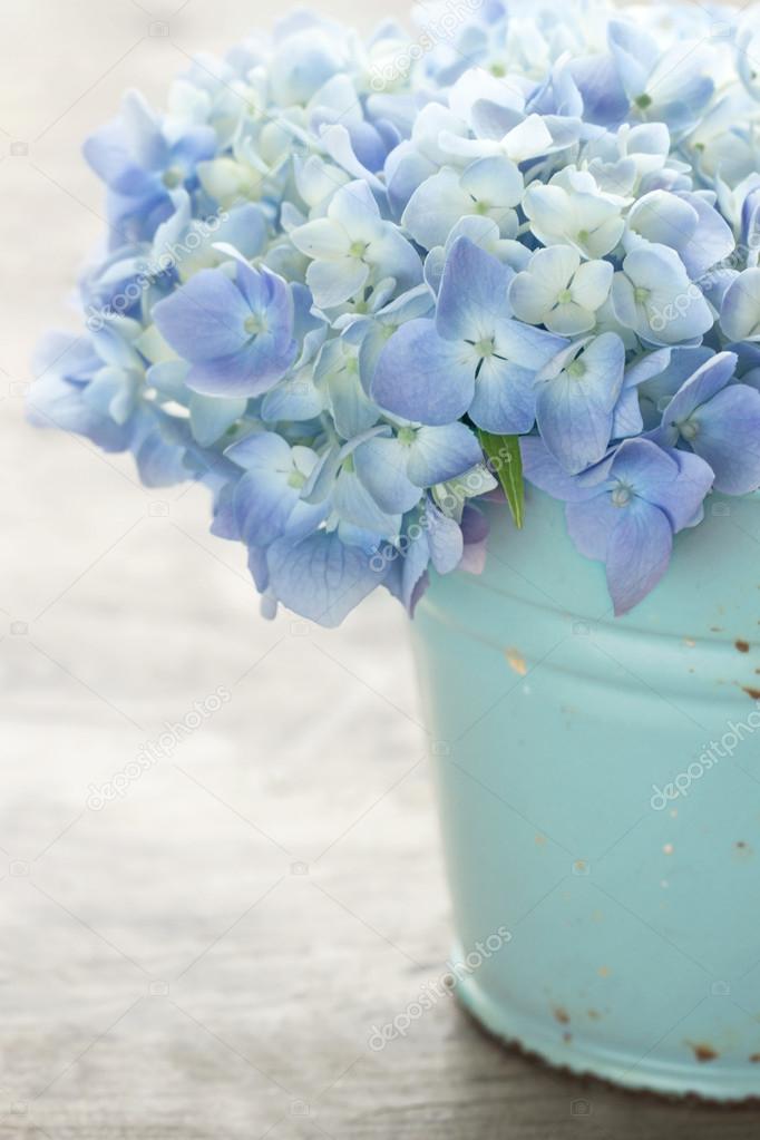 Blue pastel color hydrangea flowers
